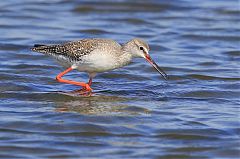 Common Redshank